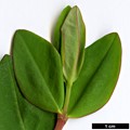 SpeciesSub: subsp. henryi